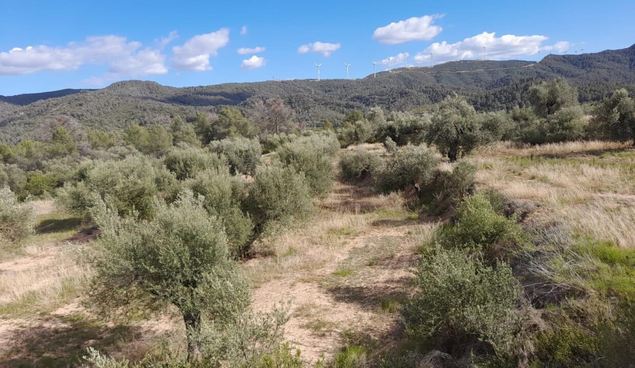 OCASION FINCA RUSTICA `LANTADA DE OLIVOS EN LA TORRE DE L´ESPANYOL_1