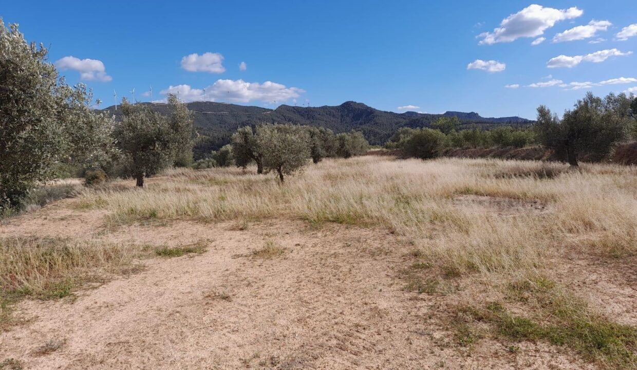 OCASION FINCA RUSTICA `LANTADA DE OLIVOS EN LA TORRE DE L´ESPANYOL_3