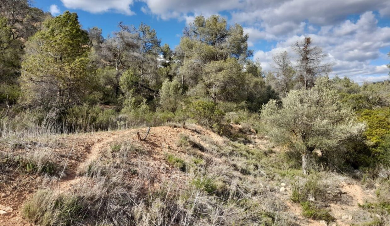 OCASION FINCA RUSTICA `LANTADA DE OLIVOS EN LA TORRE DE L´ESPANYOL_5