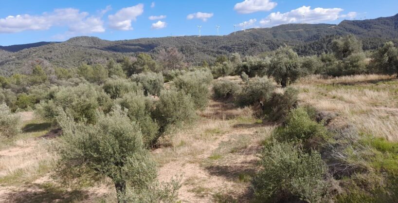 OCASION FINCA RUSTICA `LANTADA DE OLIVOS EN LA TORRE DE L´ESPANYOL_1