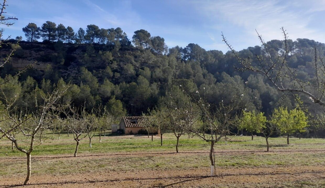 OPORTUNIDAD ESPLENDIDA FINCA DE REGADIO EN VENTA EN GINESTAR ( RIBERA D´EBRE_3