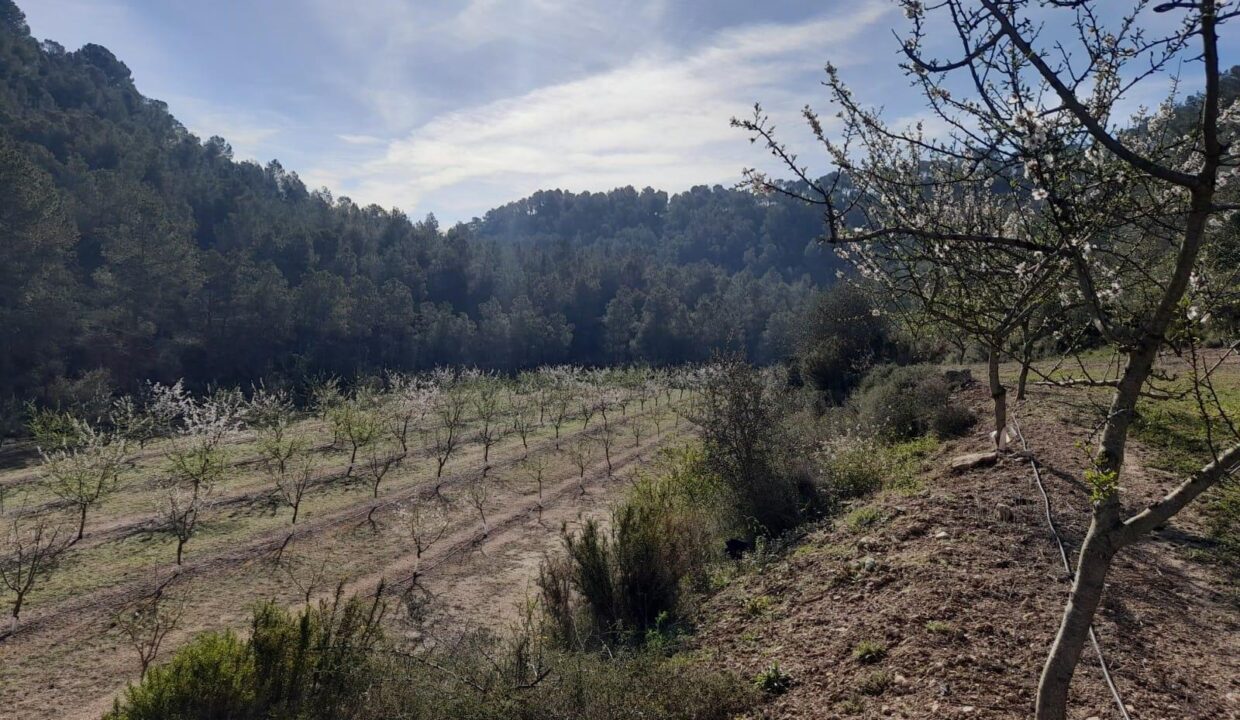 OPORTUNIDAD ESPLENDIDA FINCA DE REGADIO EN VENTA EN GINESTAR ( RIBERA D´EBRE_4