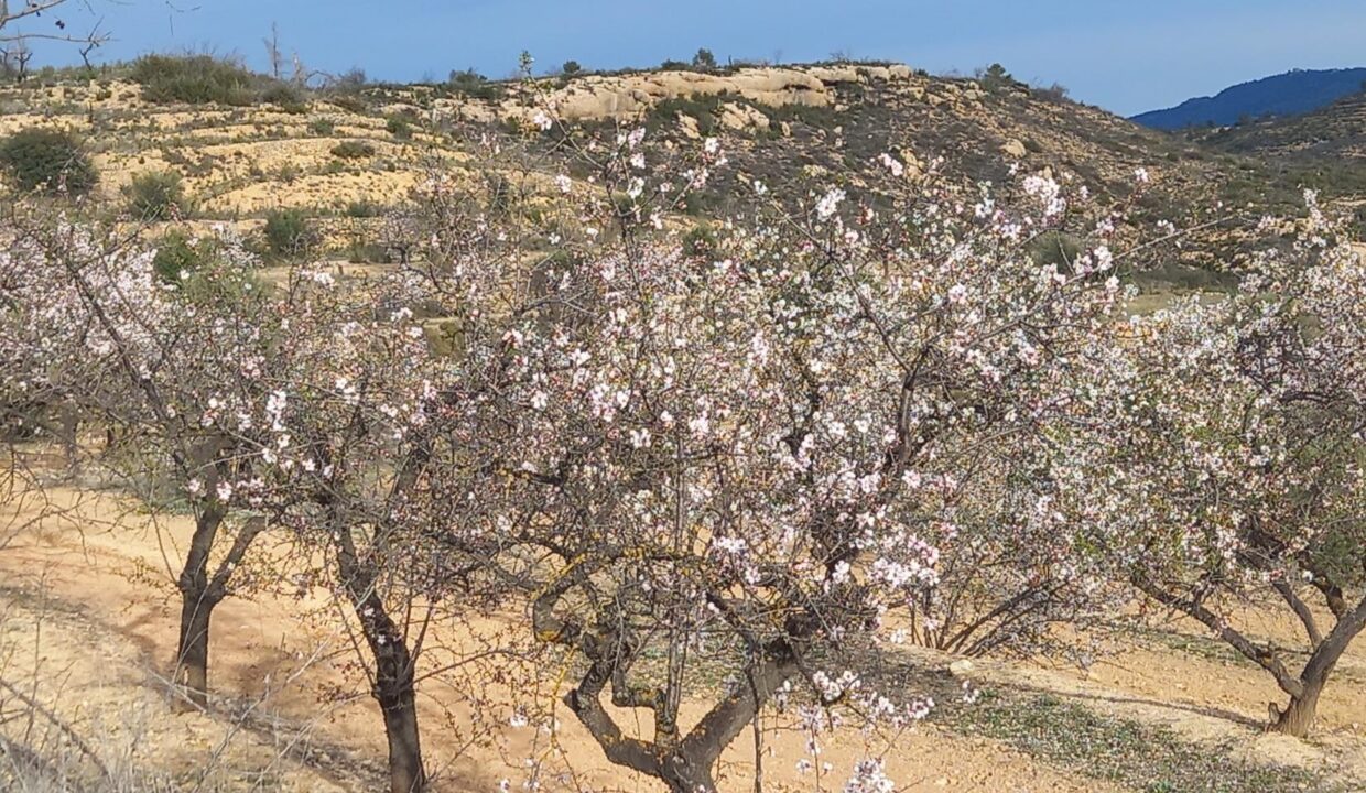 OPORTUNIDAD  FINCA DE ALMENDROS EN LA TORRE DE L´ESPANYOL._2