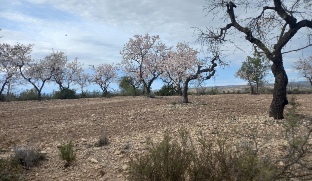 OPORTUNIDAD  FINCA DE ALMENDROS EN LA TORRE DE L´ESPANYOL._4