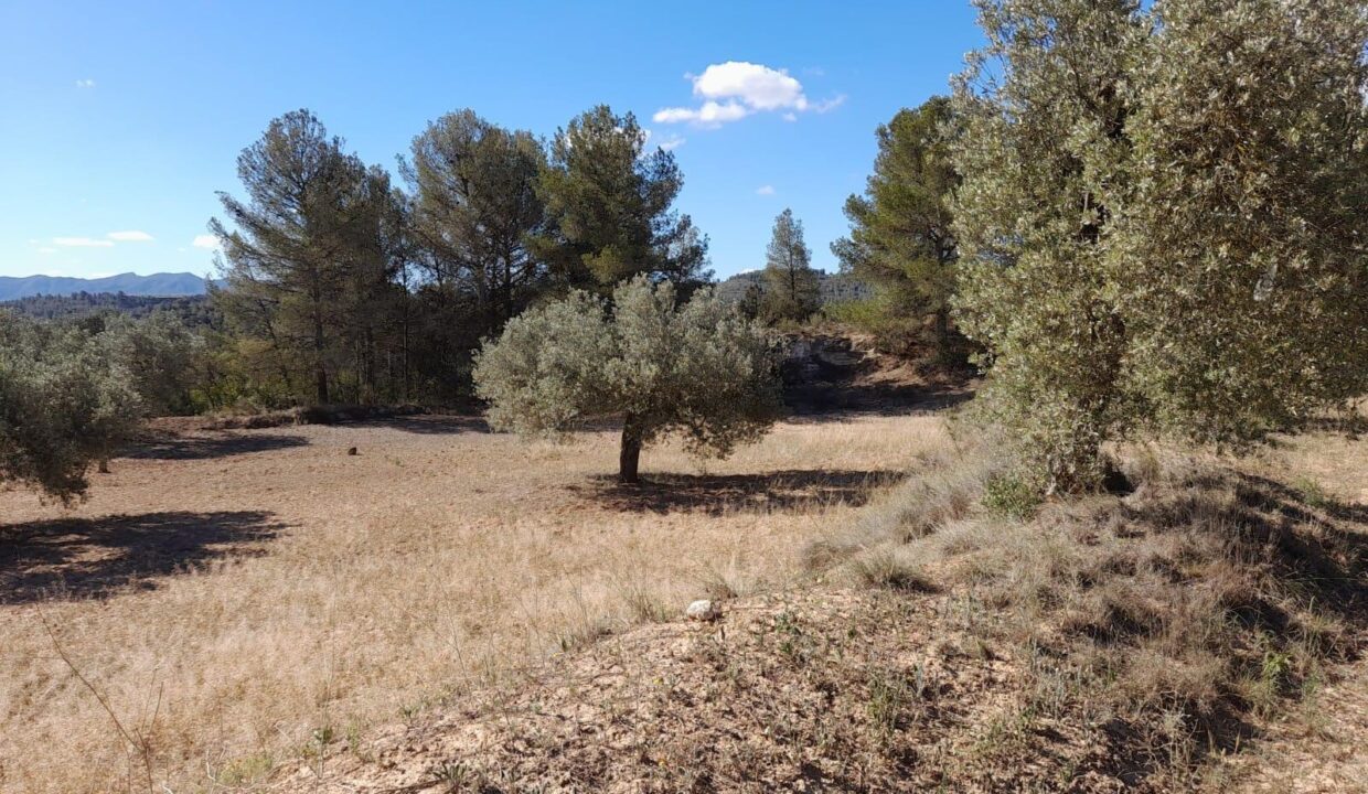 OPORTUNIDAD FINCA DE REGADIO CON CASA DE CAMPO  Y GARAJE EN FLIX_4