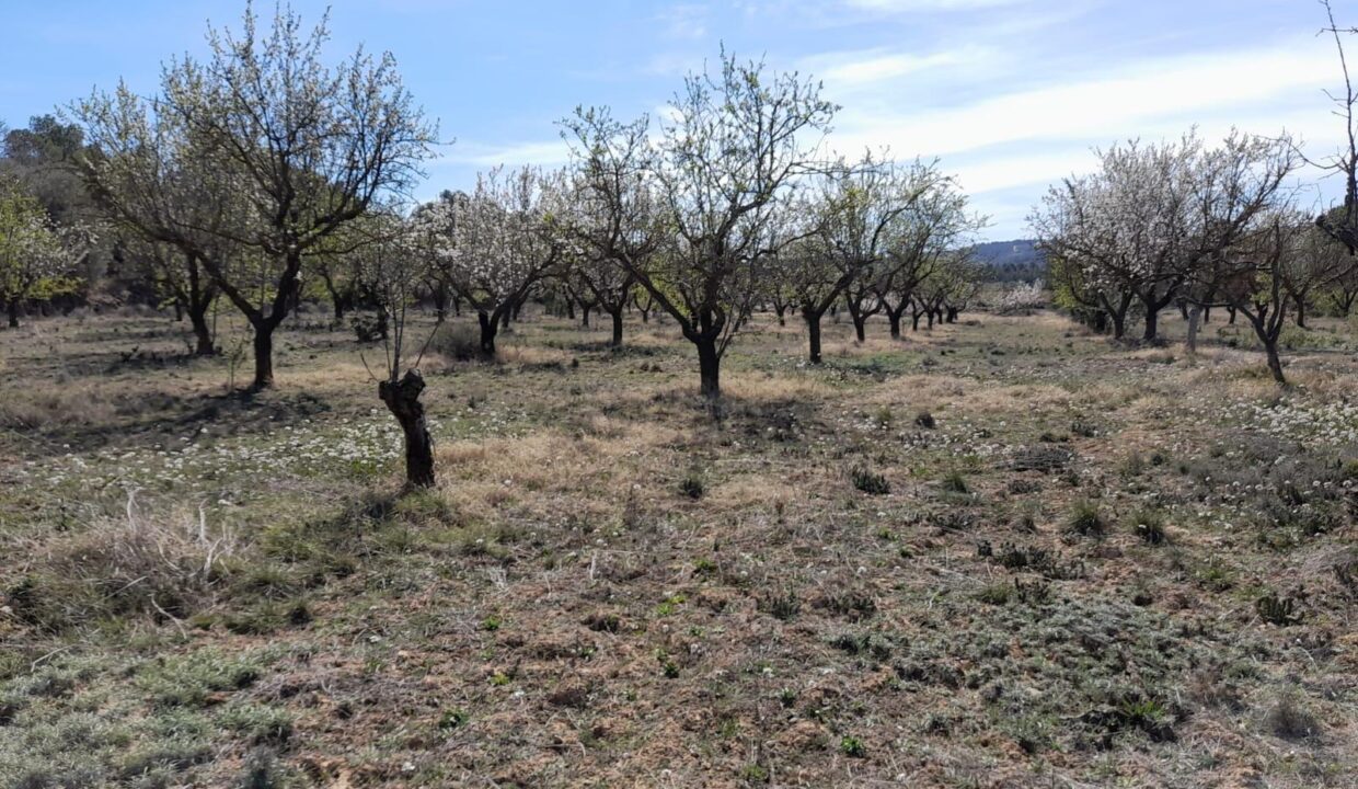 OPORTUNIDAD FINCA DE REGADIO EN BATEA CON CASETA A RESTAURAR_3