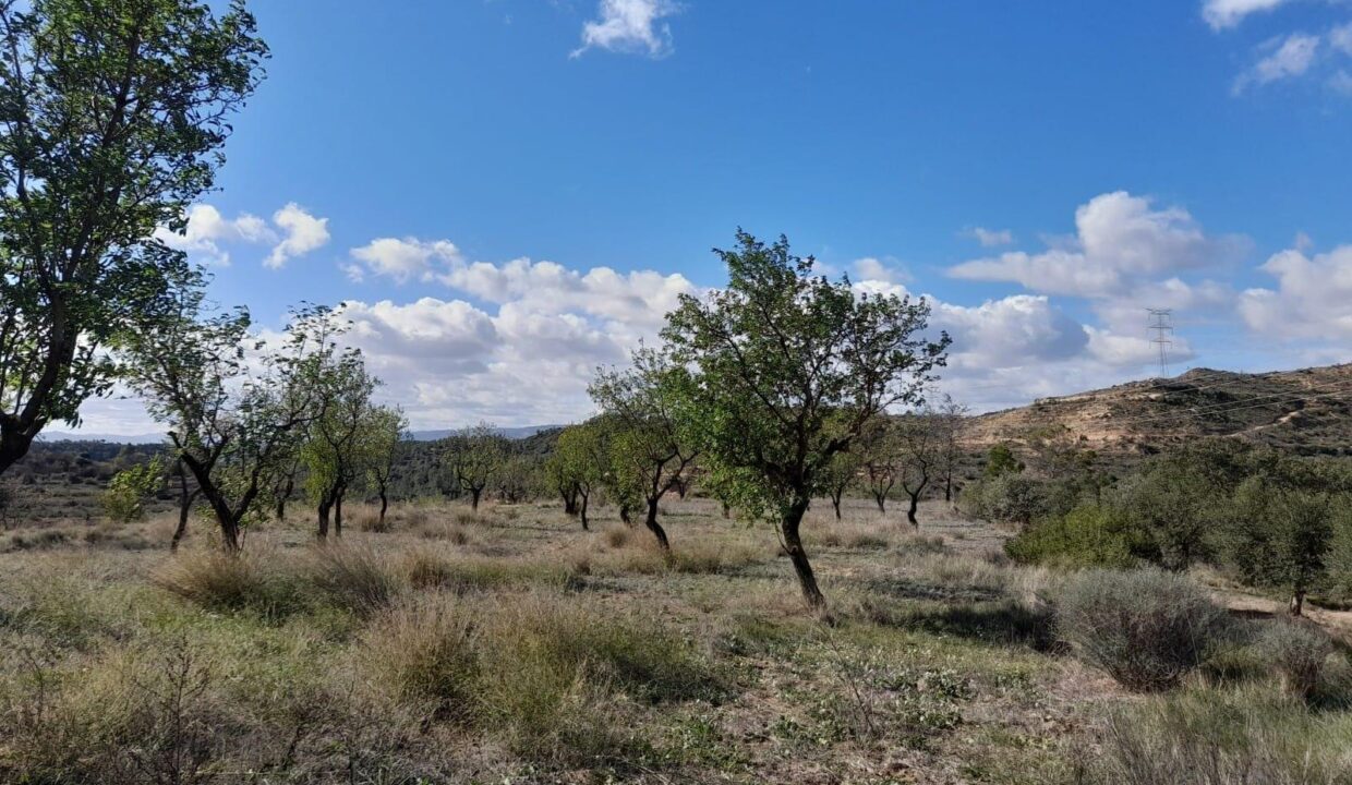 OPORTUNIDAD FINCA RUSTICA DE REGADIO CON CONSTRUCCIONES A REHABILITAR EN VINEBRE_2