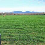 PORCION DE TIERRA DE HUERTA EN LA MASÓ