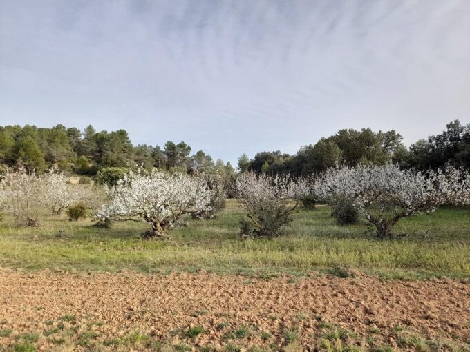 Suelo rústico Horta de Sant Joan  Venta HSJ-402