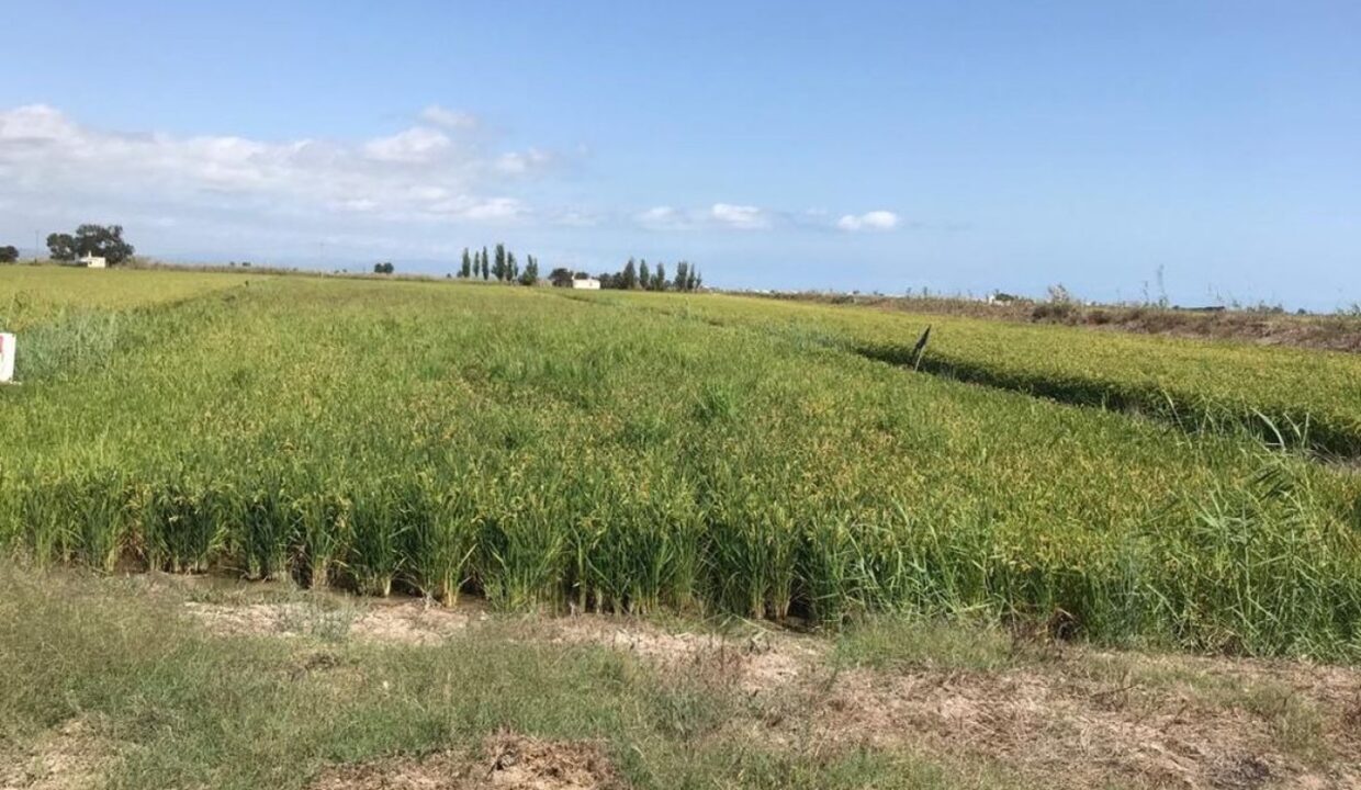 TIERRA DE ARROZ EN PLENO RENDIMIENTO