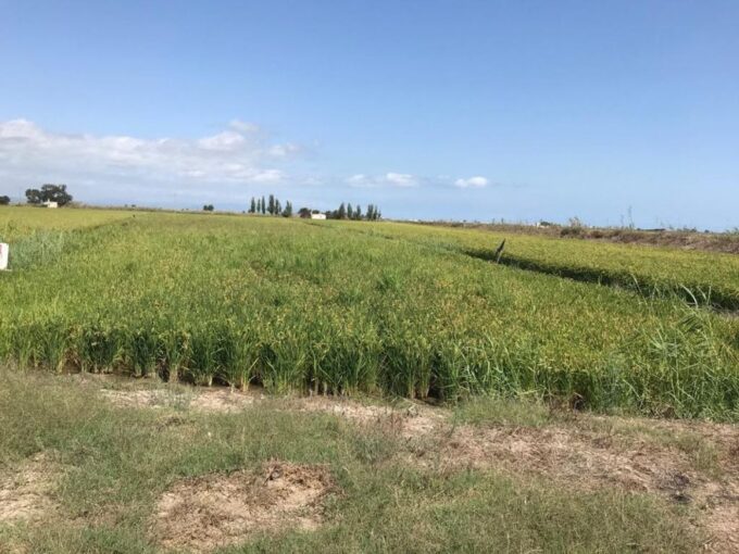 TIERRA DE ARROZ EN PLENO RENDIMIENTO