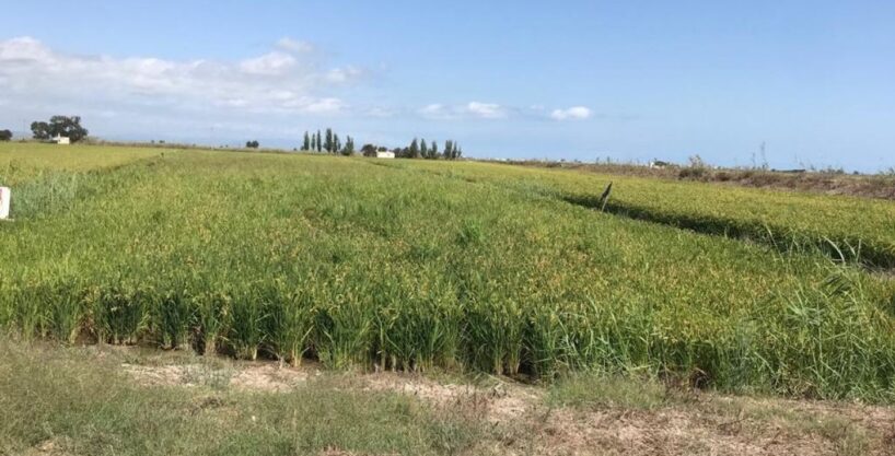 TIERRA DE ARROZ EN PLENO RENDIMIENTO