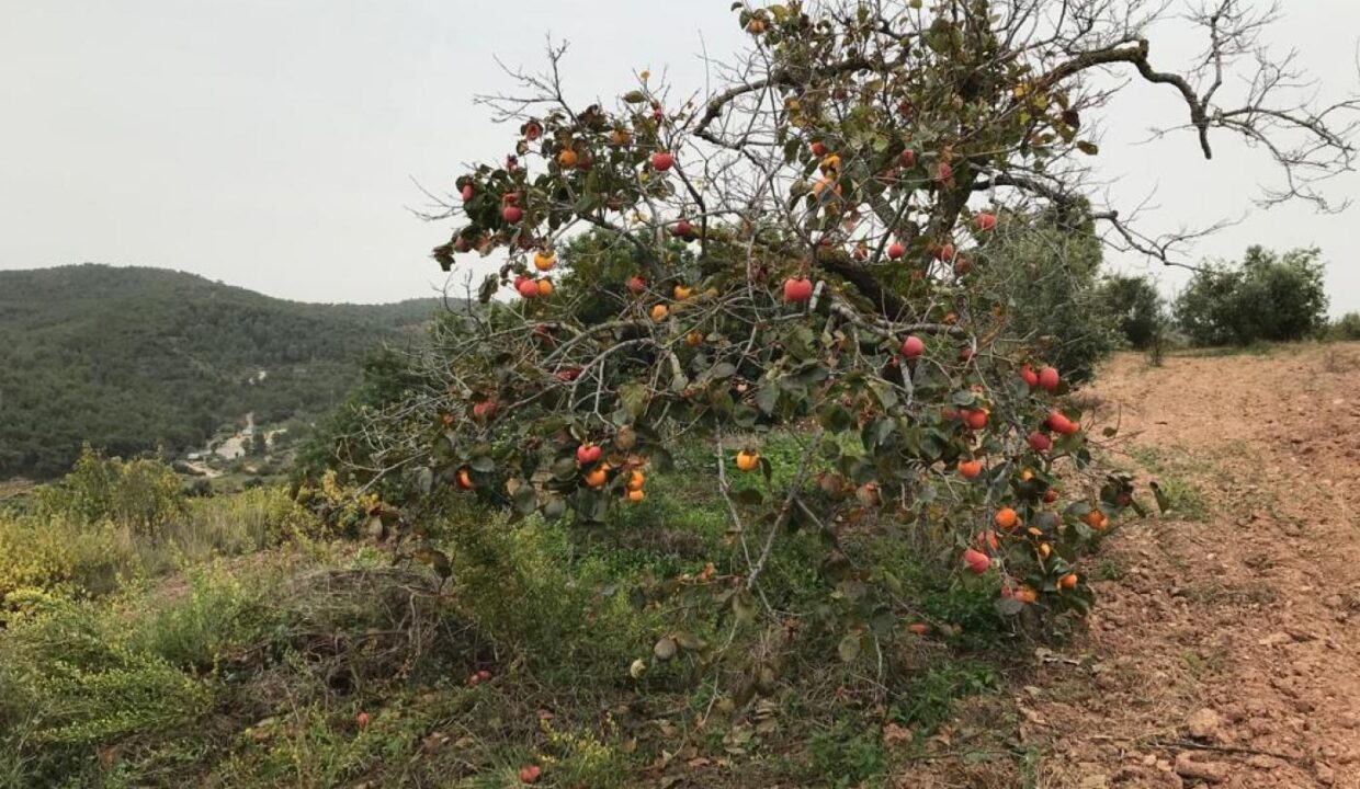 Terreno Agrario_2