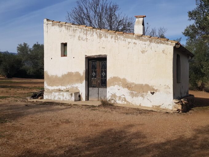 finca rústica de olivos con caseta de campo_1