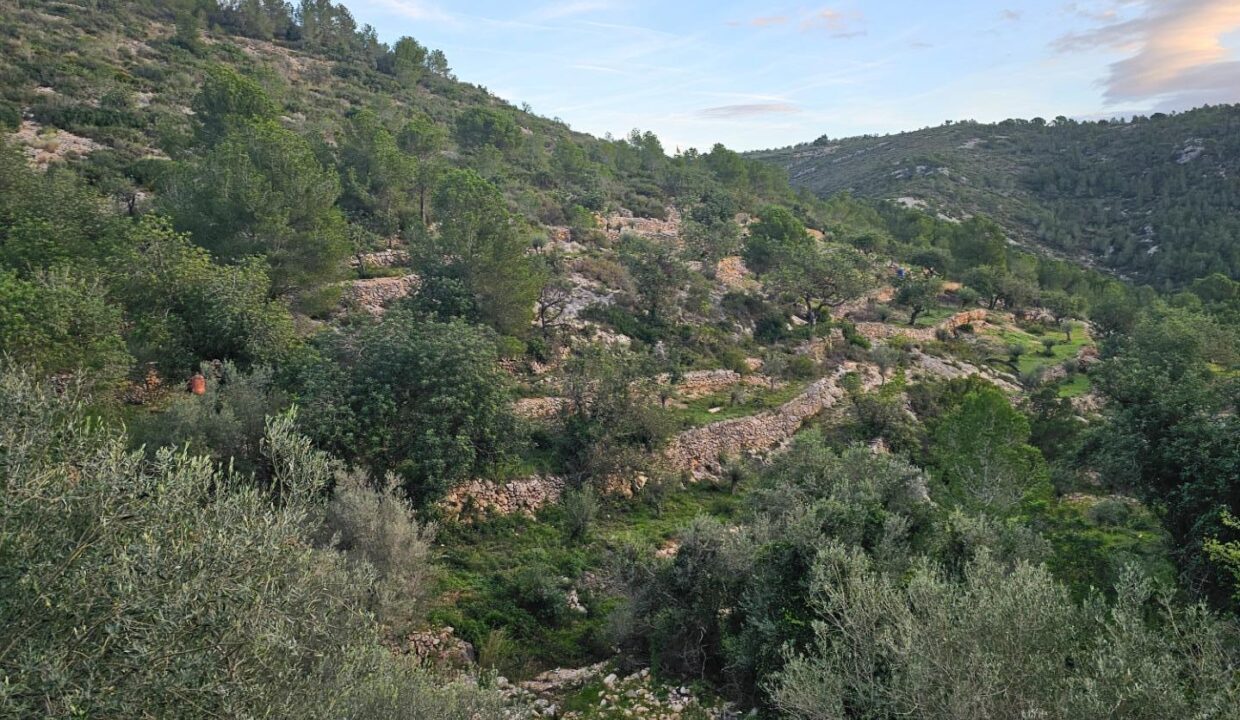 FINCA RÚSTICA EN ALCANAR_5