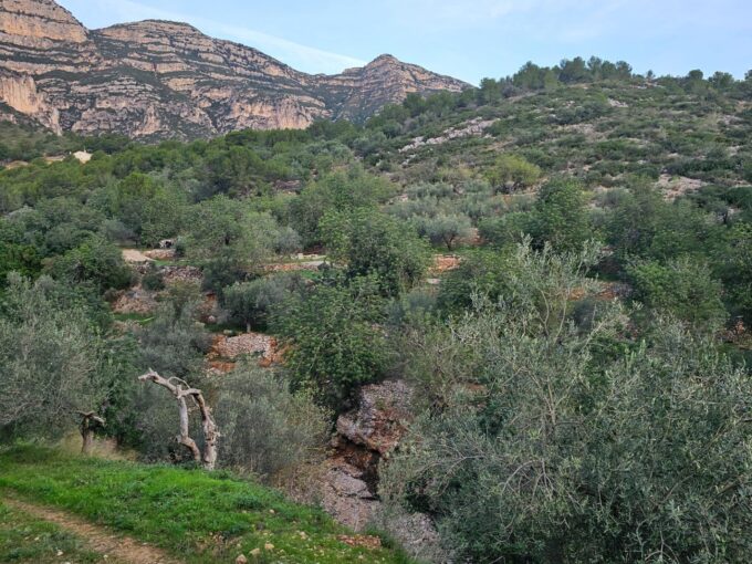 FINCA RÚSTICA EN ALCANAR_1