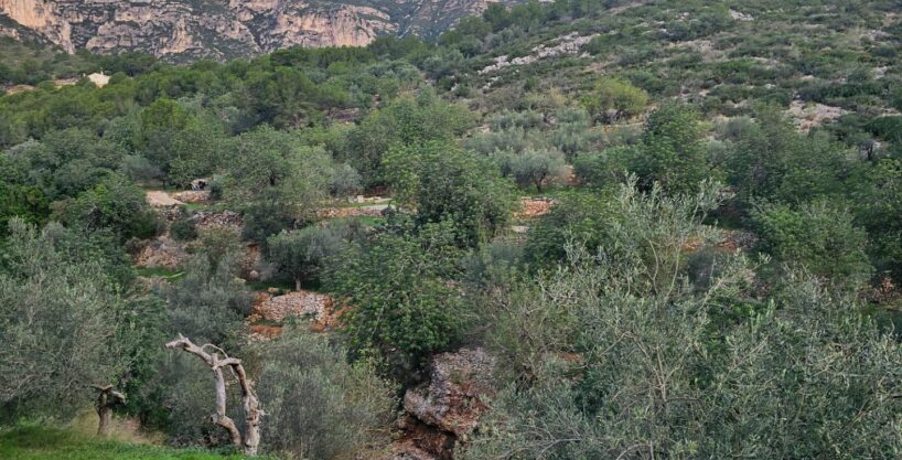 FINCA RÚSTICA EN ALCANAR_1