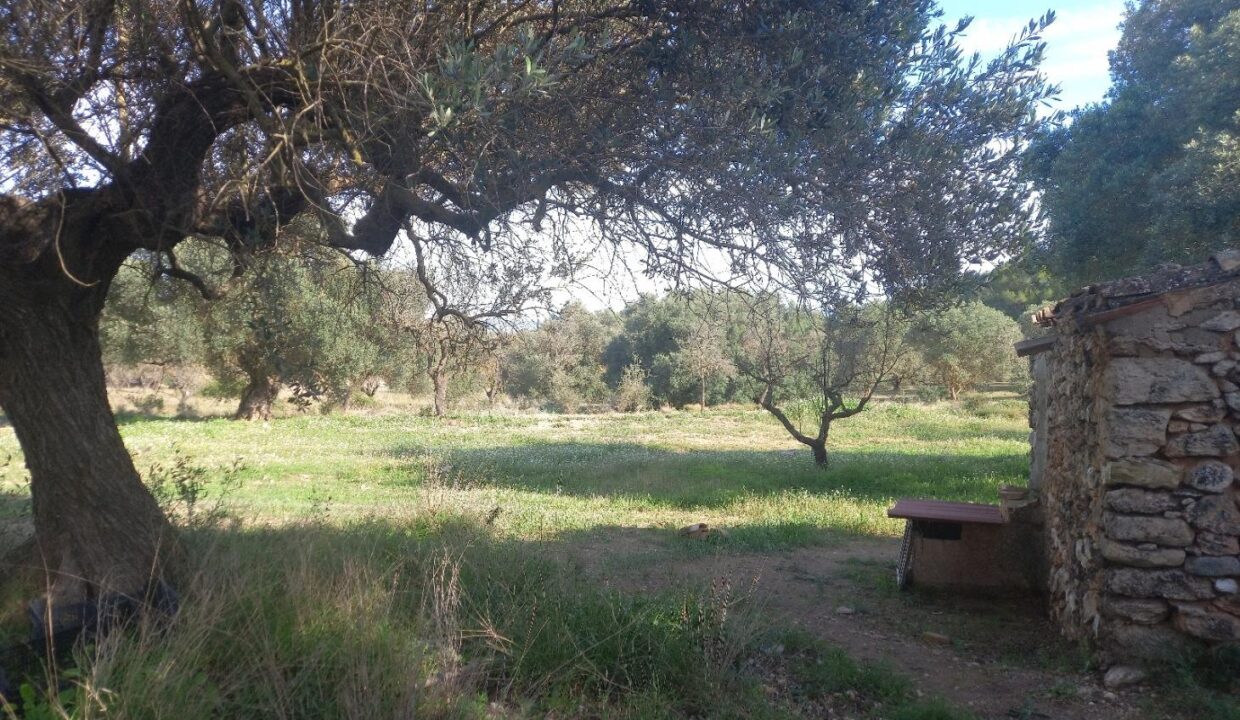 OCASIOIN FINCA RUSTICA PLANTADA DE OLIVOS EN MORA D´EBRE_3