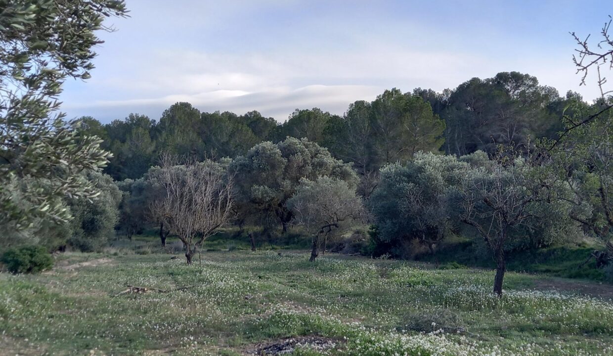 OCASIOIN FINCA RUSTICA PLANTADA DE OLIVOS EN MORA D´EBRE_4